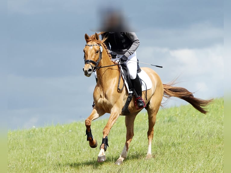 Duitse rijpony Merrie 7 Jaar 146 cm Falbe in Benitz