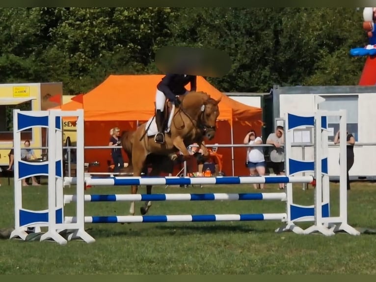 Duitse rijpony Merrie 7 Jaar 146 cm Falbe in Benitz