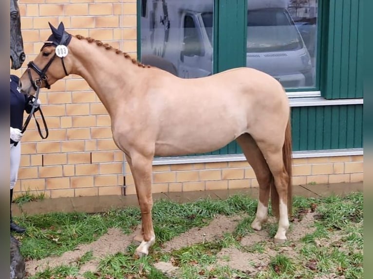 Duitse rijpony Merrie 7 Jaar 146 cm Falbe in Benitz