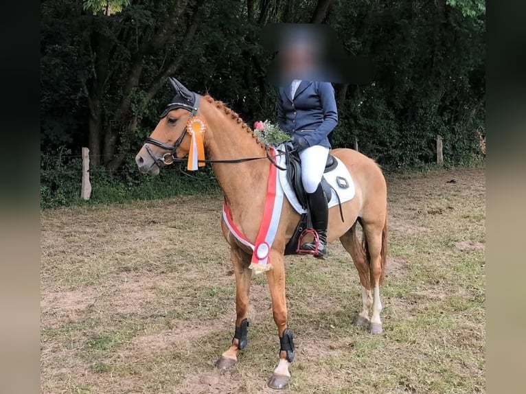 Duitse rijpony Merrie 7 Jaar 146 cm Falbe in Benitz