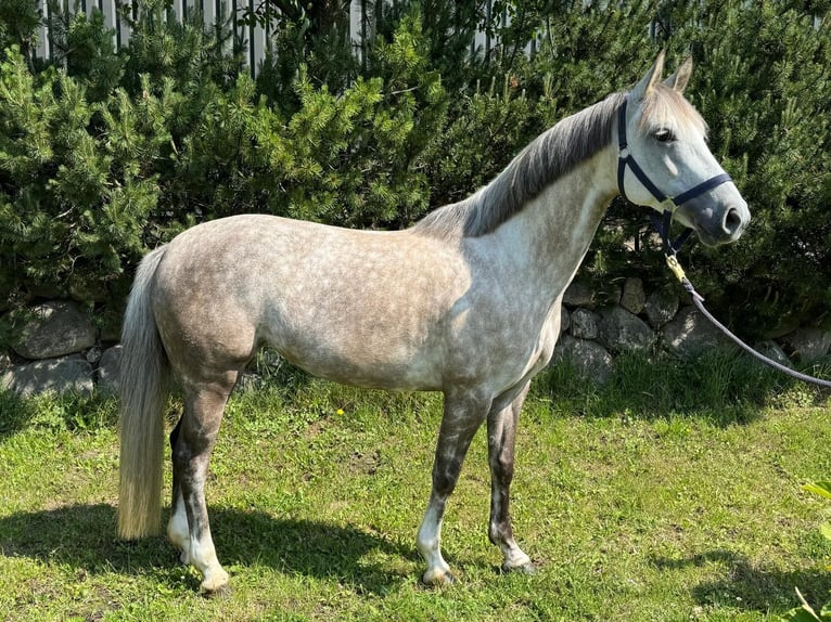 Duitse rijpony Merrie 7 Jaar 146 cm Schimmel in WackeN
