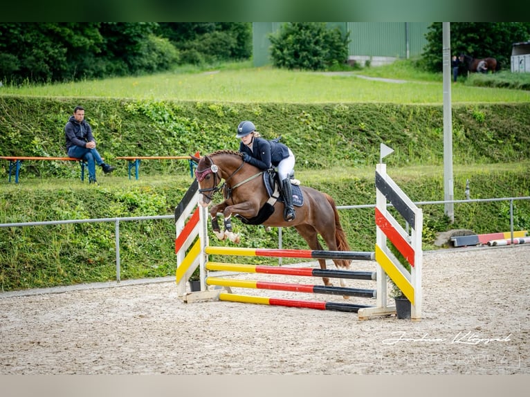 Duitse rijpony Merrie 7 Jaar 146 cm Vos in Bad Zwesten