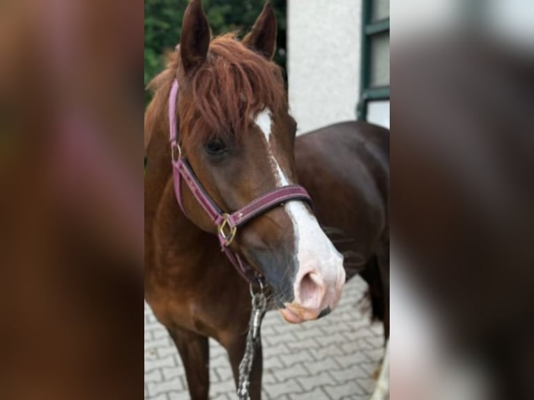 Duitse rijpony Merrie 7 Jaar 146 cm Vos in Bad Zwesten
