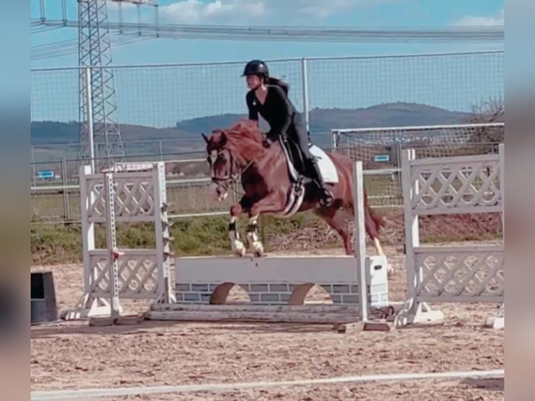 Duitse rijpony Merrie 7 Jaar 146 cm Vos in Bad Zwesten