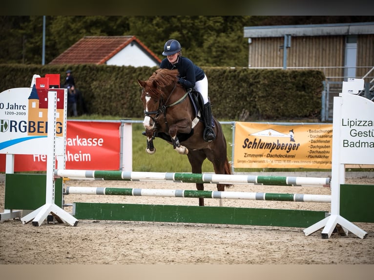 Duitse rijpony Merrie 7 Jaar 146 cm Vos in Bad Zwesten
