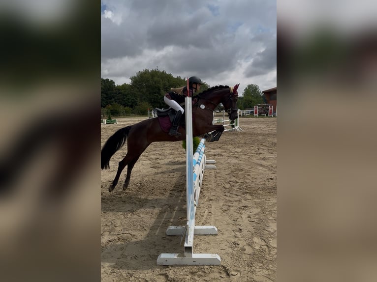 Duitse rijpony Merrie 7 Jaar 146 cm Zwart in Lippetal