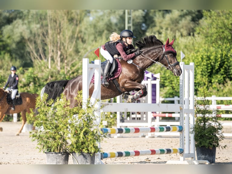 Duitse rijpony Merrie 7 Jaar 146 cm Zwart in Lippetal