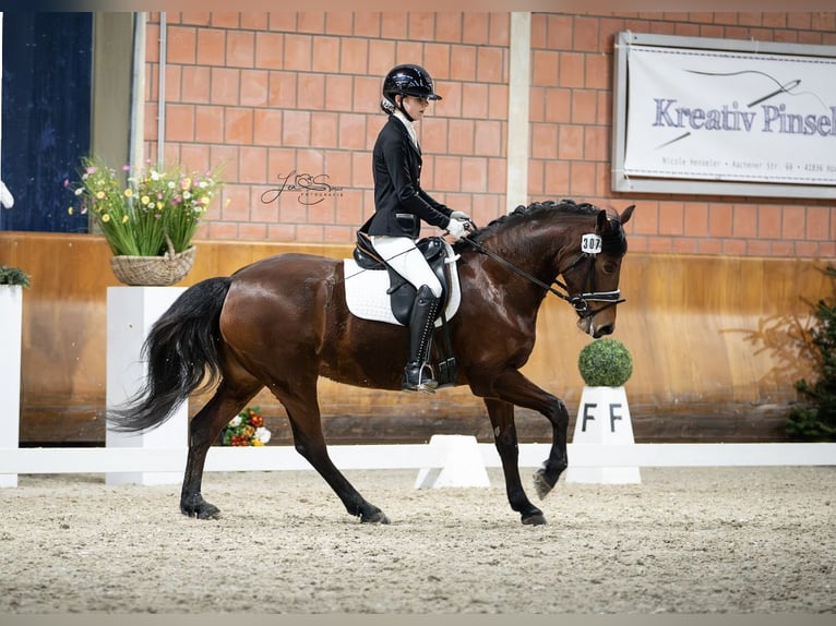 Duitse rijpony Merrie 7 Jaar 147 cm Bruin in Wachtendonk