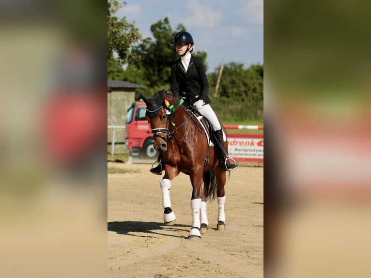 Duitse rijpony Merrie 7 Jaar 147 cm Bruin in Wachtendonk