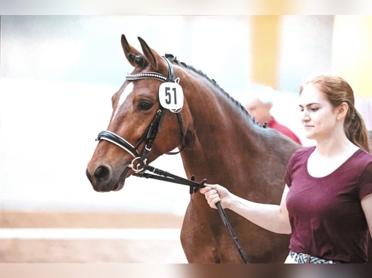 Duitse rijpony Merrie 7 Jaar 147 cm Bruin in Puchkirchen am Trattberg