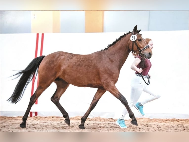 Duitse rijpony Merrie 7 Jaar 147 cm Bruin in Puchkirchen am Trattberg