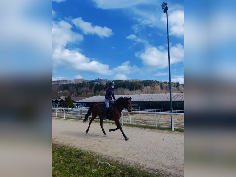 Duitse rijpony Merrie 7 Jaar 147 cm Bruin in Puchkirchen am Trattberg