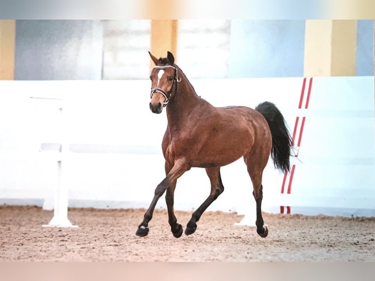 Duitse rijpony Merrie 7 Jaar 147 cm Bruin in Puchkirchen am Trattberg