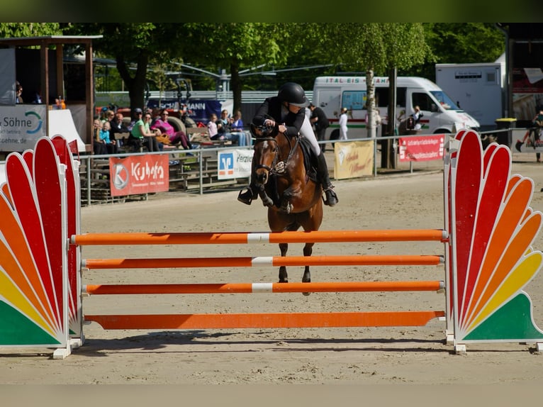 Duitse rijpony Merrie 7 Jaar 147 cm Bruin in Waltrop