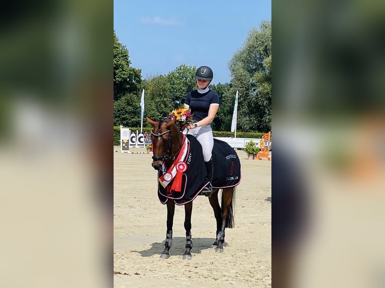 Duitse rijpony Merrie 7 Jaar 147 cm Bruin in Waltrop