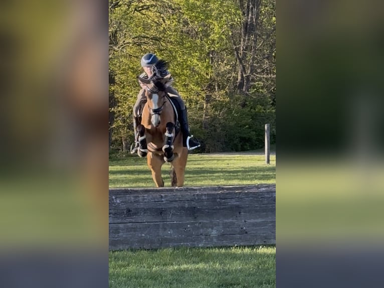 Duitse rijpony Merrie 7 Jaar 147 cm Buckskin in Meppen