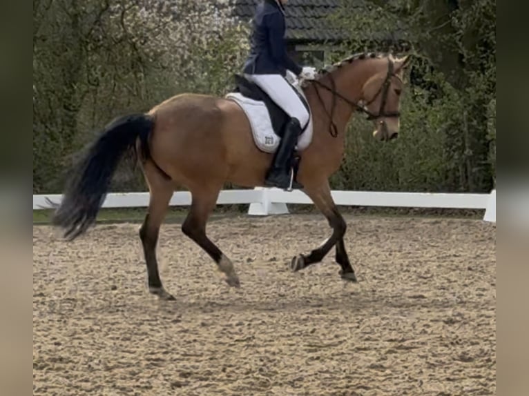Duitse rijpony Merrie 7 Jaar 147 cm Buckskin in Meppen