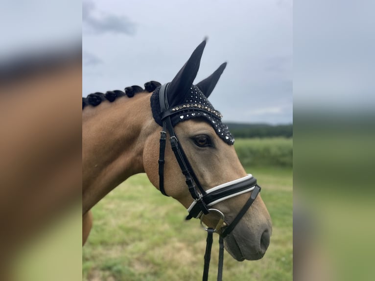 Duitse rijpony Merrie 7 Jaar 147 cm Buckskin in OberurselOberursel