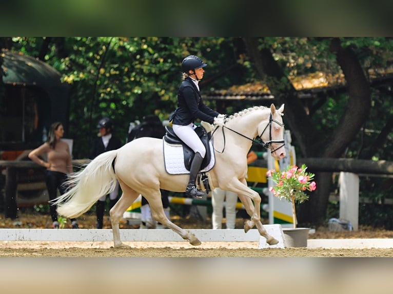 Duitse rijpony Merrie 7 Jaar 147 cm Cremello in Leverkusen