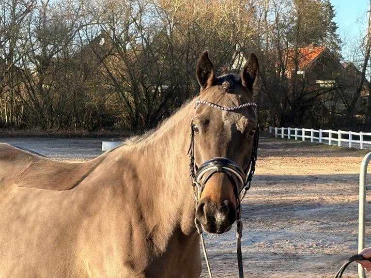 Duitse rijpony Merrie 7 Jaar 147 cm Donkerbruin in Verden (Aller)