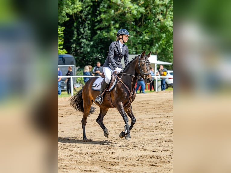 Duitse rijpony Merrie 7 Jaar 147 cm Donkerbruin in Laage