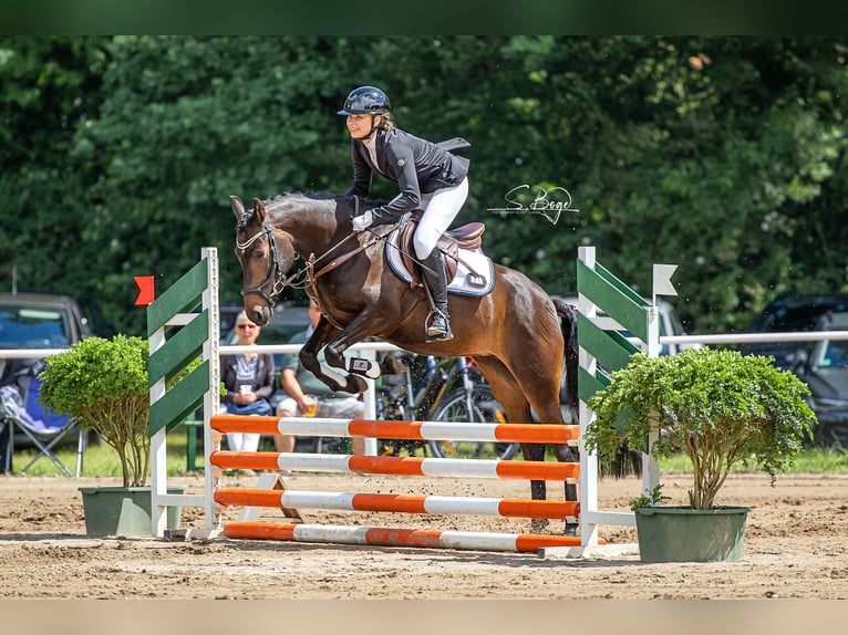 Duitse rijpony Merrie 7 Jaar 147 cm Donkerbruin in Laage