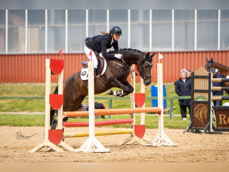 Duitse rijpony Merrie 7 Jaar 147 cm Donkerbruin in Laage
