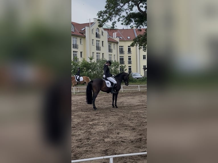 Duitse rijpony Merrie 7 Jaar 147 cm Donkerbruin in Laage