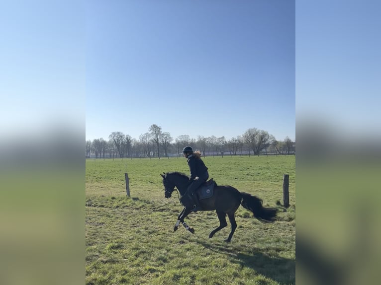 Duitse rijpony Merrie 7 Jaar 147 cm Donkerbruin in Laage