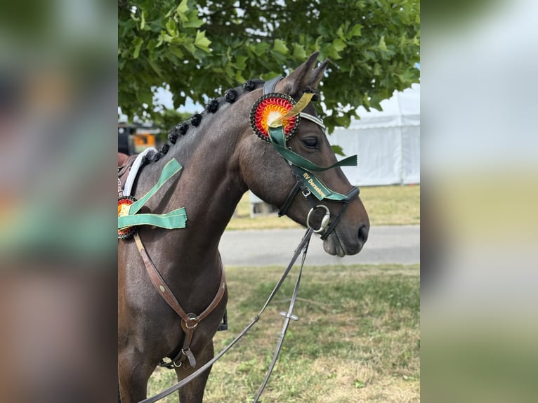 Duitse rijpony Merrie 7 Jaar 147 cm Donkerbruin in Laage