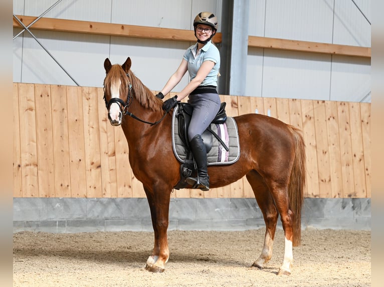 Duitse rijpony Merrie 7 Jaar 147 cm Donkere-vos in Stuhr