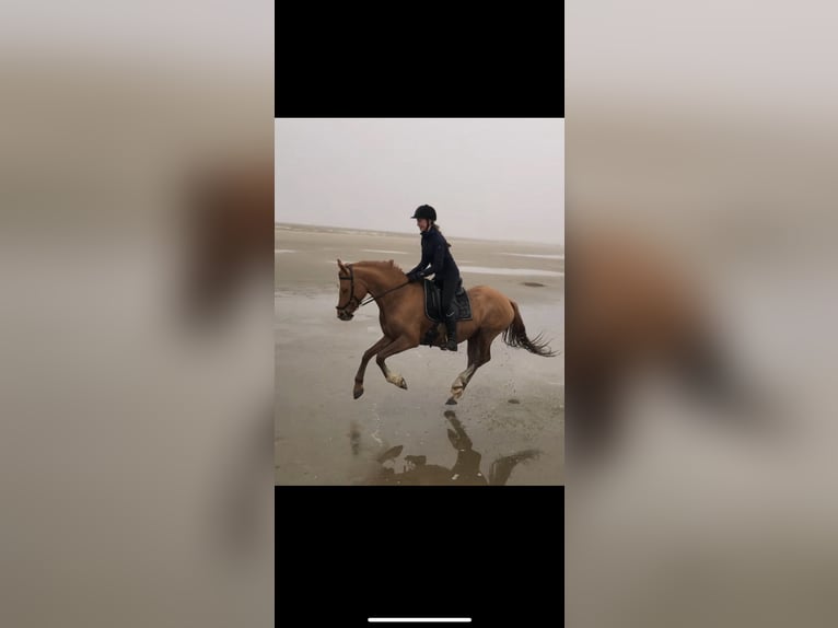 Duitse rijpony Merrie 7 Jaar 147 cm in Bleckede