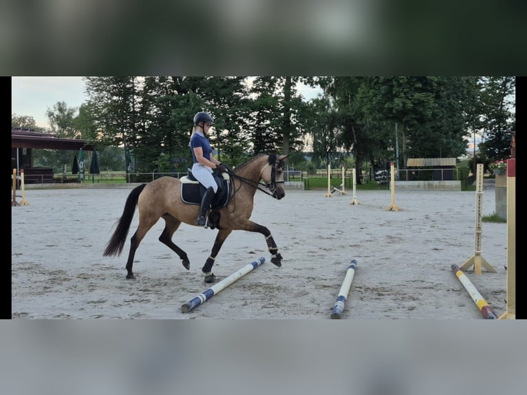Duitse rijpony Merrie 7 Jaar 147 cm Falbe in Graben-Neudorf