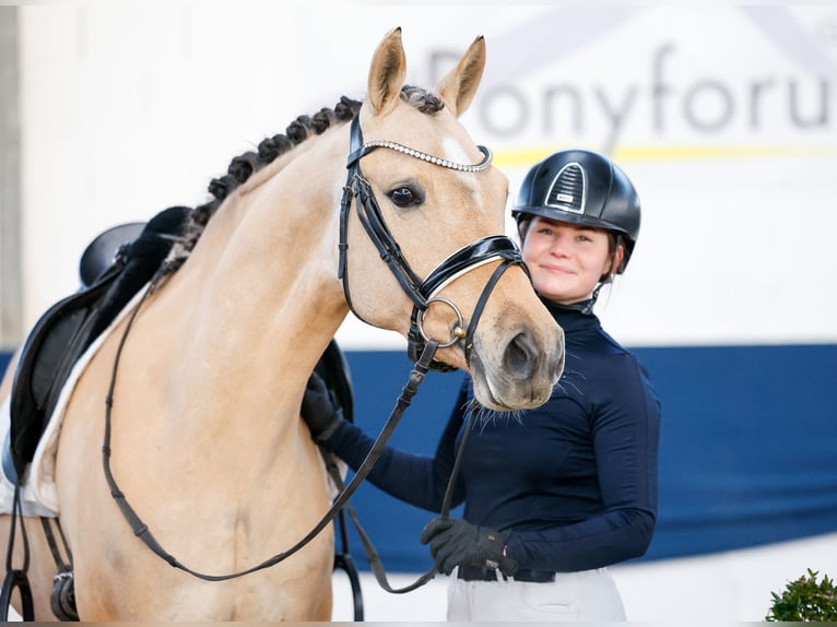 Duitse rijpony Merrie 7 Jaar 147 cm Falbe in Marsberg