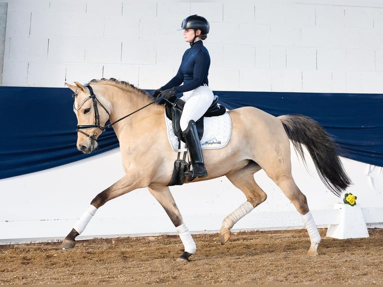 Duitse rijpony Merrie 7 Jaar 147 cm Falbe in Marsberg