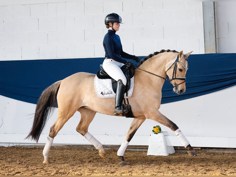 Duitse rijpony Merrie 7 Jaar 147 cm Falbe in Marsberg