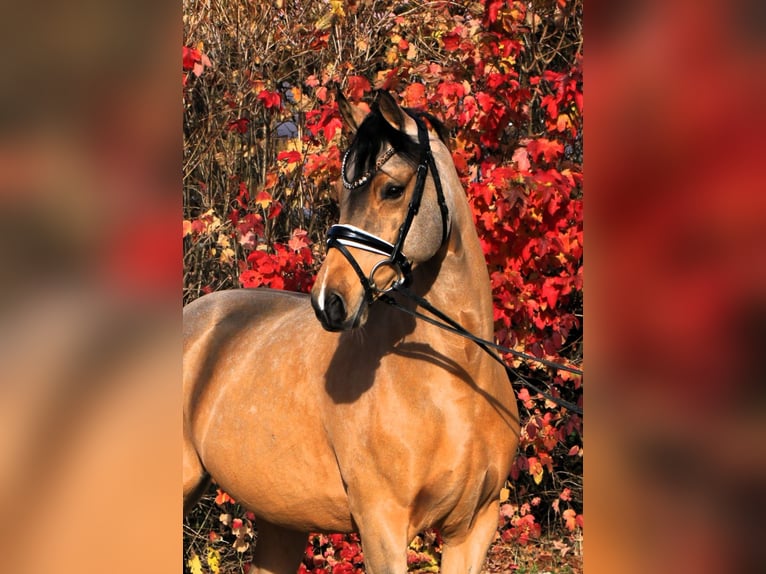 Duitse rijpony Merrie 7 Jaar 147 cm Falbe in Rehburg-Loccum Münchehagen