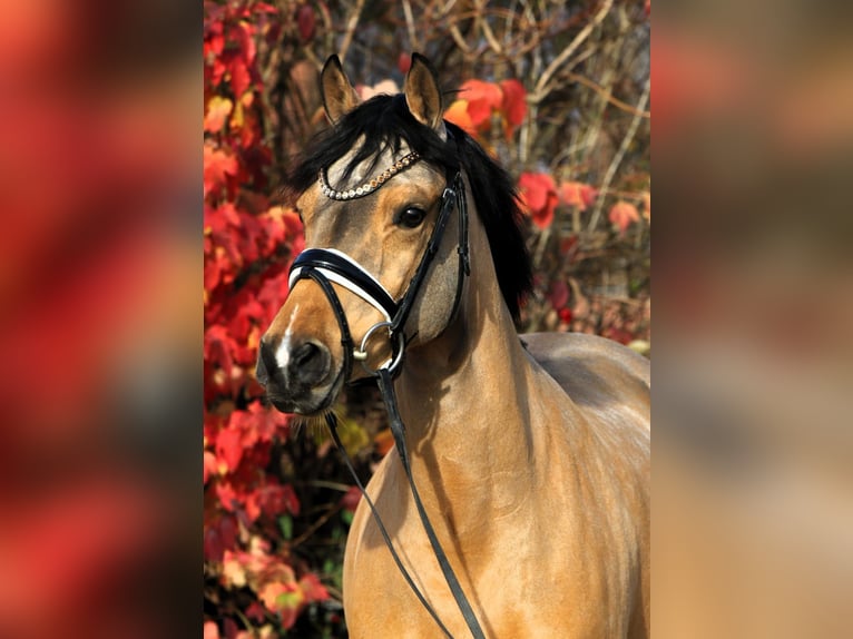 Duitse rijpony Merrie 7 Jaar 147 cm Falbe in Rehburg-Loccum Münchehagen