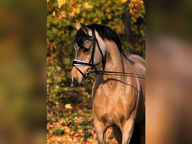 Duitse rijpony Merrie 7 Jaar 147 cm Falbe in Rehburg-Loccum Münchehagen