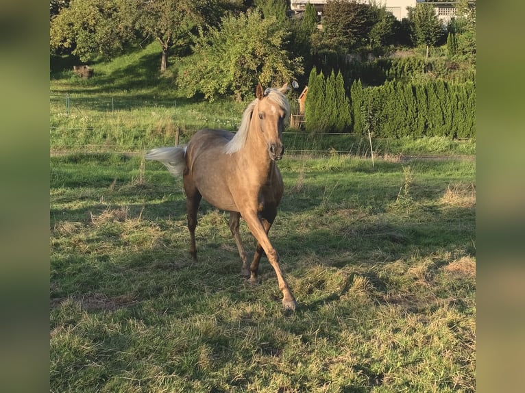 Duitse rijpony Merrie 7 Jaar 147 cm Palomino in Bebra