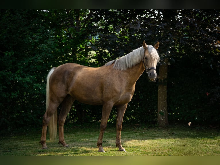 Duitse rijpony Merrie 7 Jaar 147 cm Palomino in Bebra