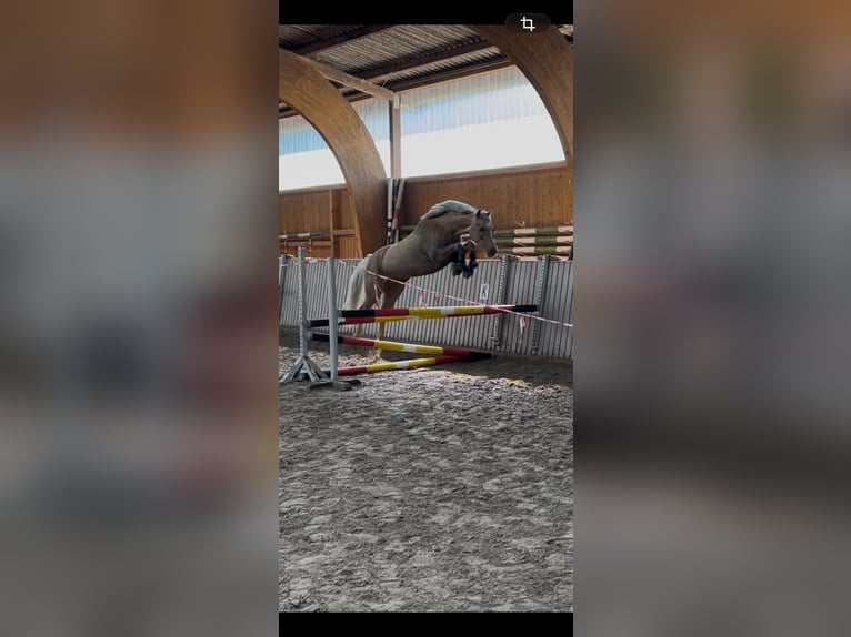 Duitse rijpony Merrie 7 Jaar 147 cm Palomino in Bebra