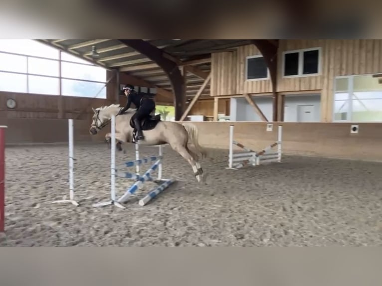 Duitse rijpony Merrie 7 Jaar 147 cm Palomino in Bubenheim