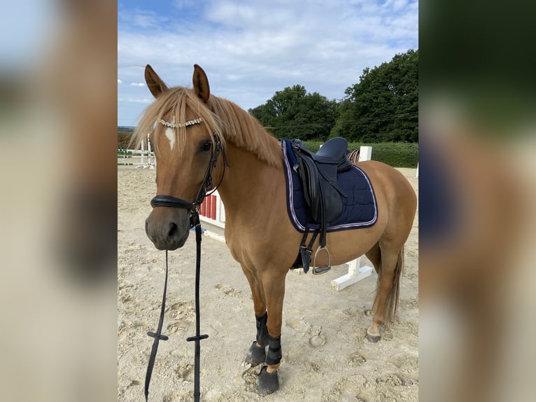 Duitse rijpony Merrie 7 Jaar 147 cm Red Dun in Badbergen
