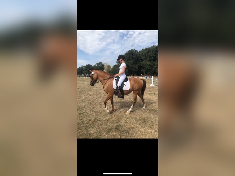 Duitse rijpony Merrie 7 Jaar 147 cm Vos in Bleckede