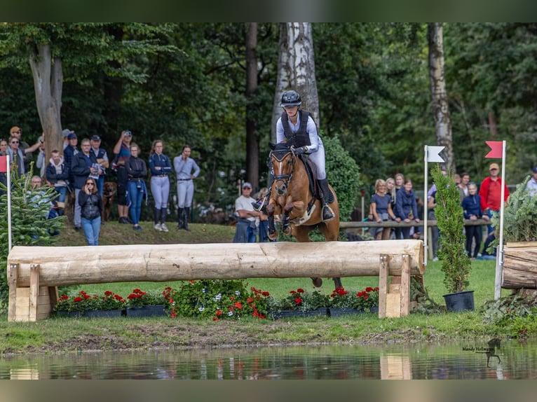Duitse rijpony Merrie 7 Jaar 147 cm Vos in Trossingen