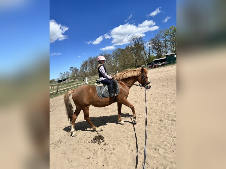 Duitse rijpony Merrie 7 Jaar 147 cm Vos in Berlin