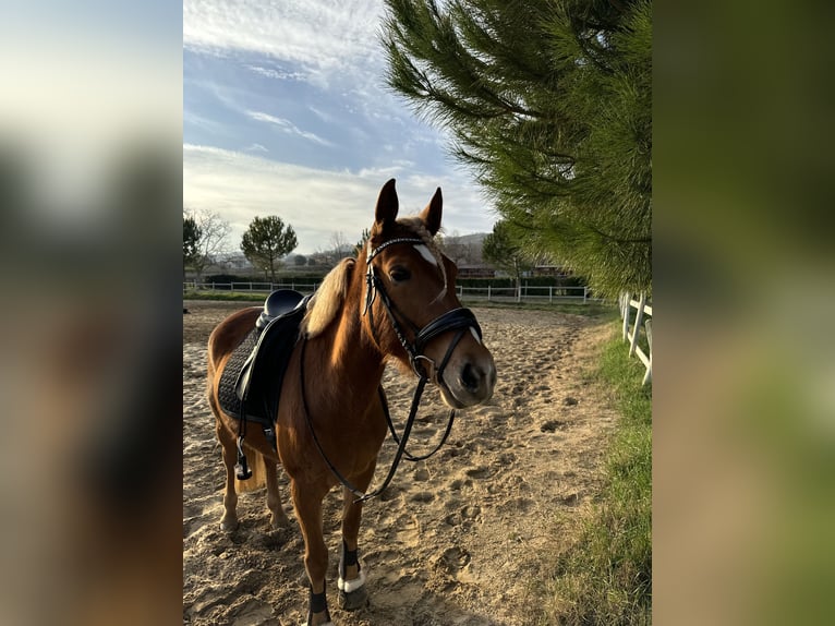 Duitse rijpony Mix Merrie 7 Jaar 147 cm Vos in Ortona