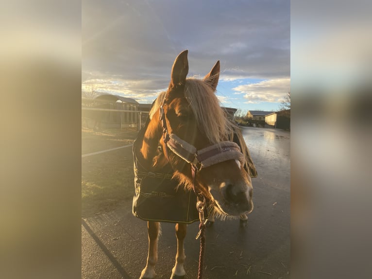 Duitse rijpony Mix Merrie 7 Jaar 147 cm Vos in Ortona