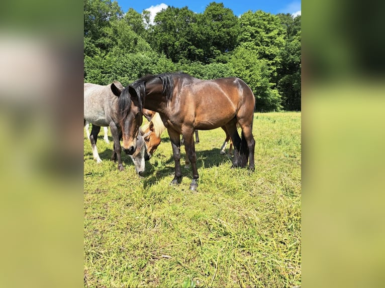 Duitse rijpony Merrie 7 Jaar 147 cm Zwartbruin in Kühlenhagen